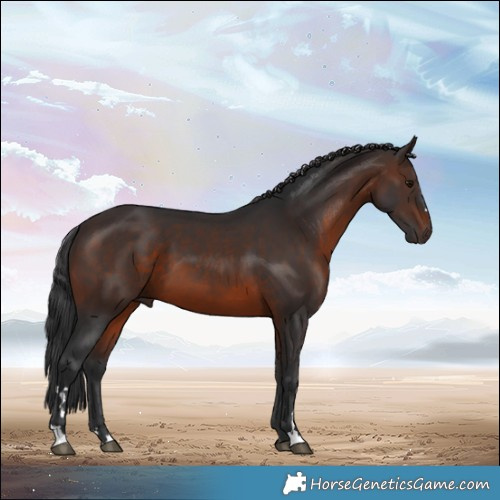 Horse Color:Brown 