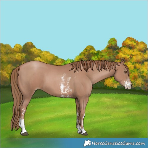 Horse Color:Black Pearl Sabino Tobiano 