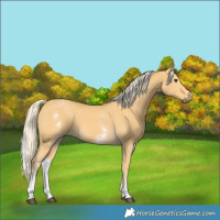Horse Color:White Spotted Palomino 