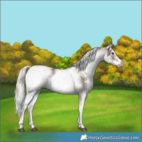 Horse Color:White Spotted Silver Black