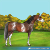 Horse Color:White Spotted Bay 
