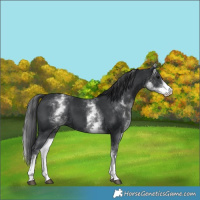 Horse Color:White Spotted Black