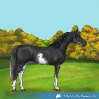 Horse Color:White Spotted Black