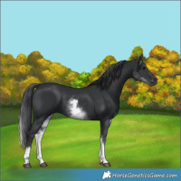 Horse Color:White Spotted Black