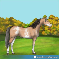 Horse Color:White Spotted Bay Dun