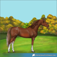 Horse Color:White Spotted Chestnut