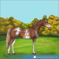 Horse Color:White Spotted Chestnut 