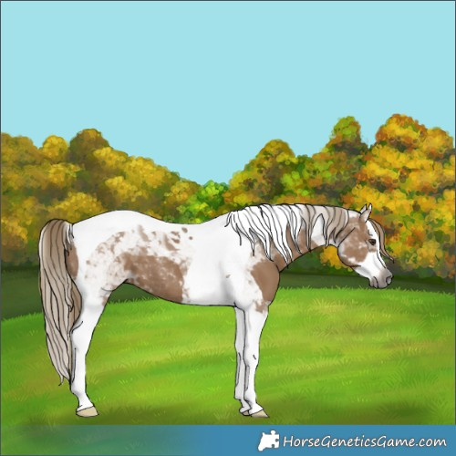 Horse Color:Gray Liver Red Dun Splash Tobiano 