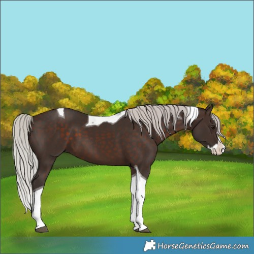 Horse Color:Silver Brown Splash Tobiano 