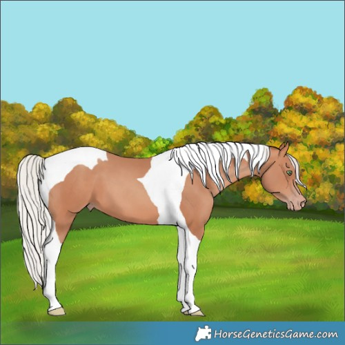 Horse Color:Silver Sable Champagne Tobiano 