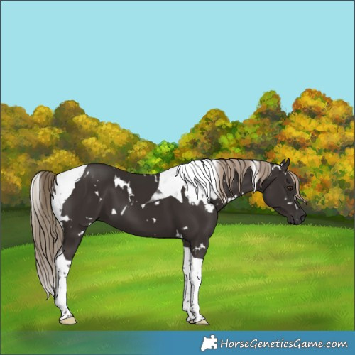 Horse Color:White Spotted Liver Chestnut Tobiano 