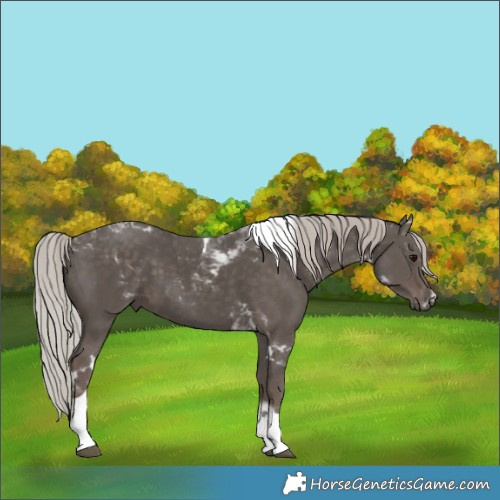 Horse Color:White Spotted Silver Black Tobiano 