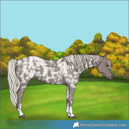 Horse Color:Silver Black Ice Tobiano 