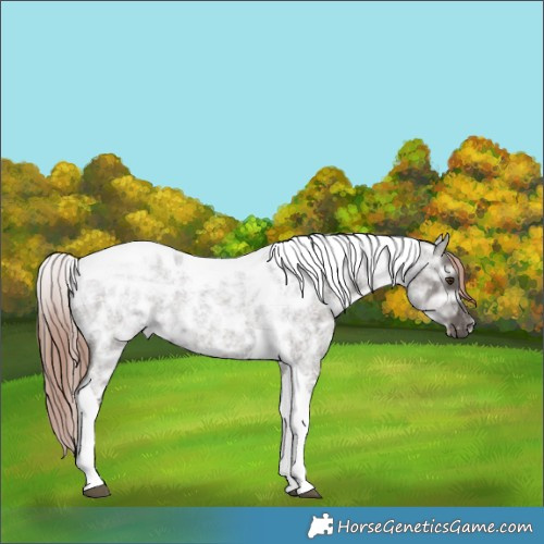 Horse Color:Liver Red Ice Roan Tobiano Rabicano 