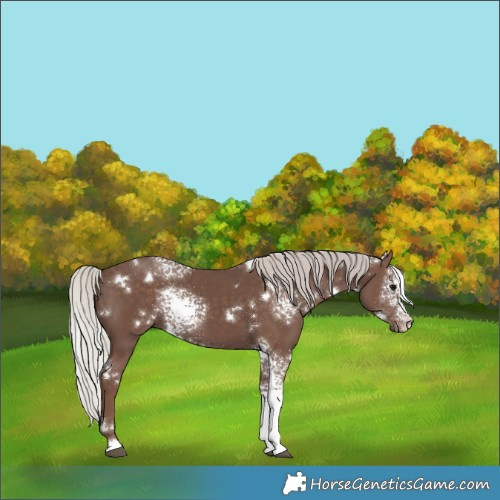 Horse Color:White Spotted Silver Black Rabicano 