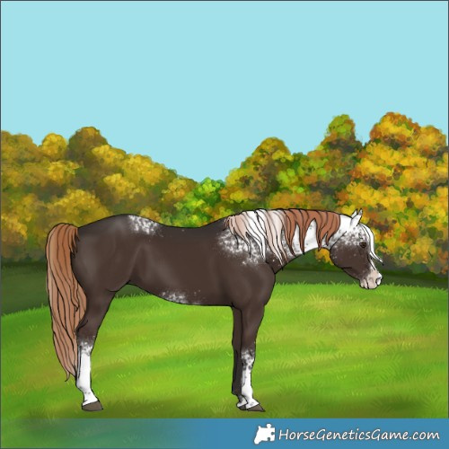 Horse Color:White Spotted Liver Chestnut Splash 