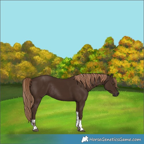 Horse Color:Liver Chestnut Tobiano Rabicano 