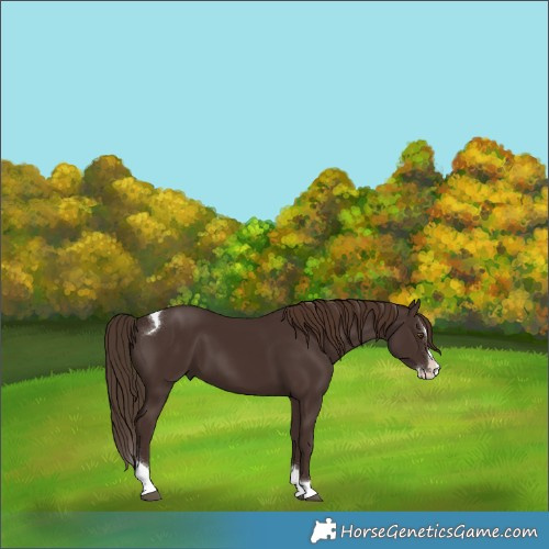 Horse Color:Liver Chestnut Splash Tobiano Rabicano 