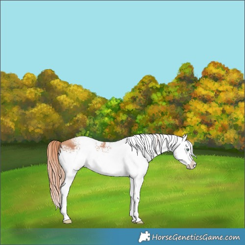 Horse Color:White Spotted Gold Champagne Splash 