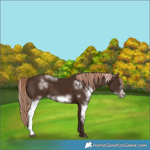 Horse Color:White Spotted Liver Chestnut Frame Rabicano 