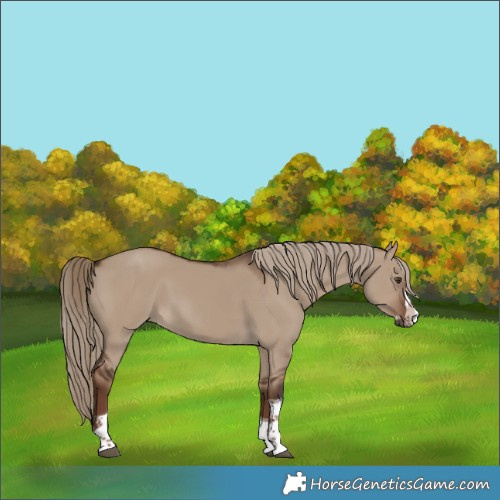Horse Color:Liver Red Dun Splash Tobiano Rabicano 
