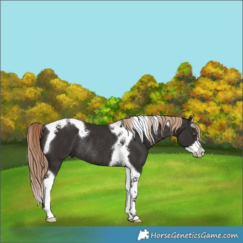 Horse Color:Liver Chestnut Splash Tobiano Rabicano 
