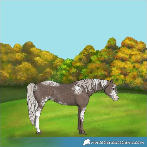 Horse Color:White Spotted Silver Black Rabicano 