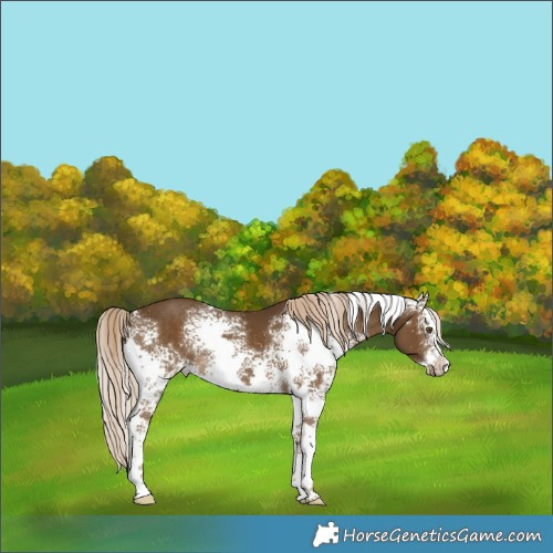 Horse Color:White Spotted Chocolate Palomino Splash Rabicano 