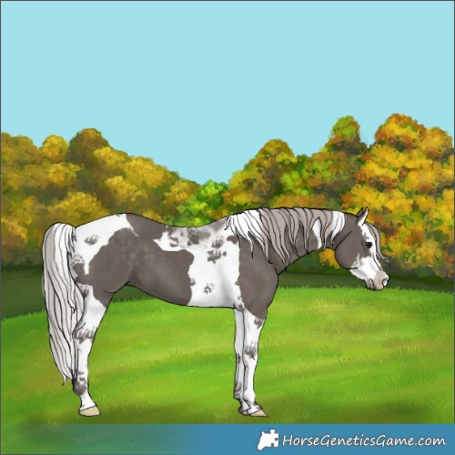 Horse Color:Silver Black Splash Tobiano 