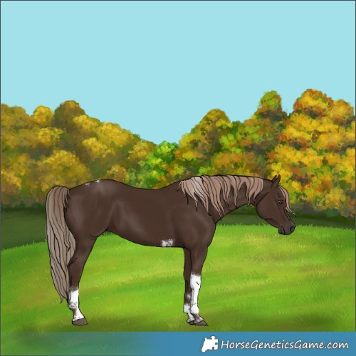 Horse Color:Liver Chestnut Tobiano 