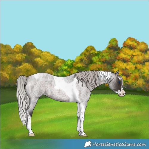 Horse Color:Silver Brown Roan Splash Tobiano 