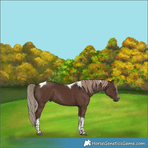 Horse Color:Liver Chestnut Tobiano 