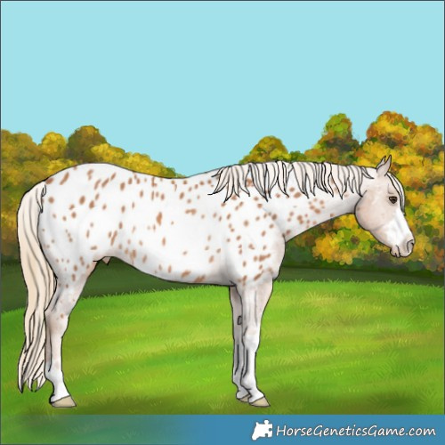 Horse Color:Chestnut Blanket Rabicano 
