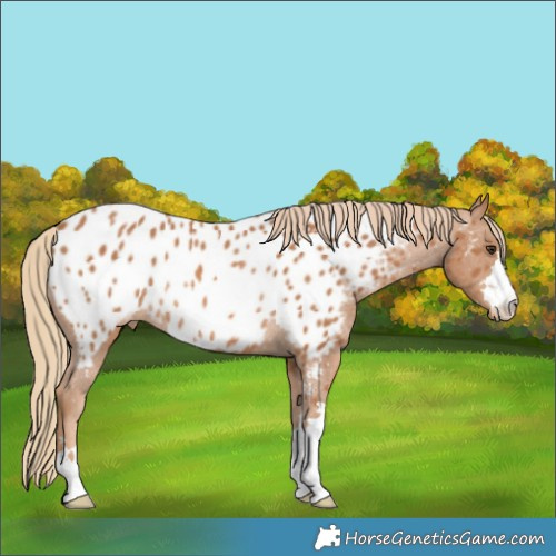 Horse Color:Chestnut Appaloosa Rabicano 