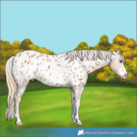 Horse Color:Chestnut Blanket Rabicano 