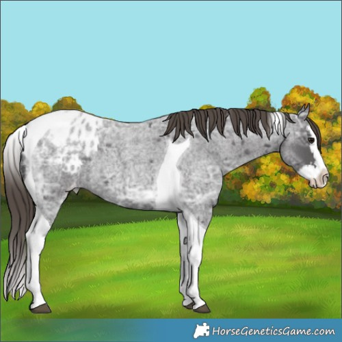 Horse Color:Smoky Blue Ice Roan Splash Tobiano Appaloosa Rabicano 