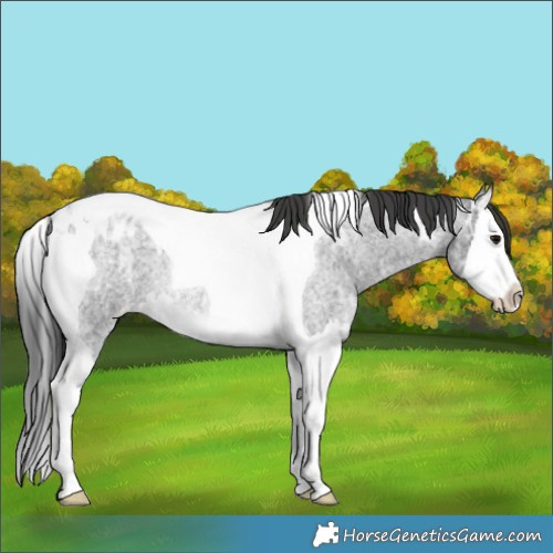 Horse Color:Blue Ice Roan Splash Tobiano Appaloosa Rabicano