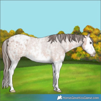 Horse Color:Bay Ice Roan Sabino Splash Varnish Rabicano 