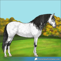Horse Color:Gray Smoky Blue Roan Near Leopard 