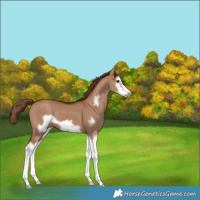 Horse Color:Red Dun Splash Frame