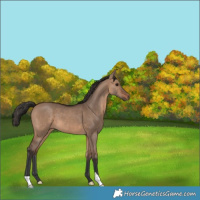 Horse Color:Brown Dun