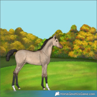 Horse Color:Brown Dun 