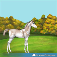 Horse Color:White Spotted Black Pearl Splash Rabicano 