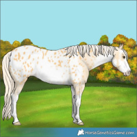 Horse Color:White Spotted Palomino Dun Appaloosa