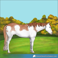 Horse Color:White Spotted Chestnut Splash Rabicano 
