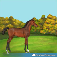 Horse Color:Bay 