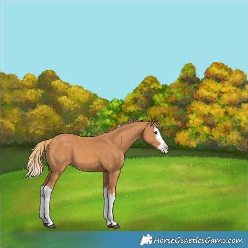 Horse Color:Chestnut Splash 