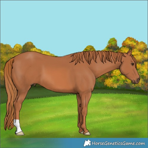 Horse Color:Chestnut 