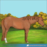 Horse Color:Chestnut 