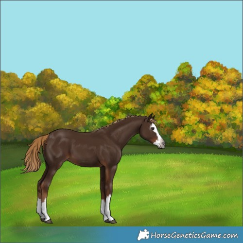 Horse Color:Gray Chestnut Splash 